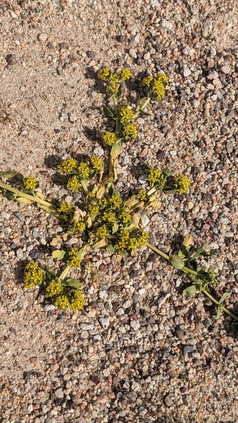 Yellow Pepperweed photo 4