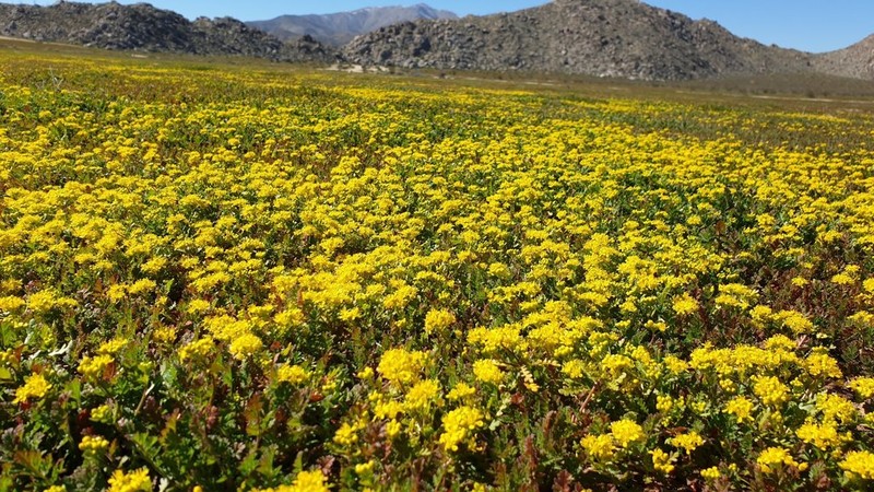 Yellow Pepperweed photo 5