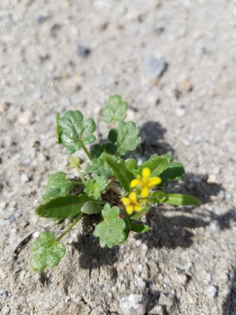 Yellow Pepperweed photo 6