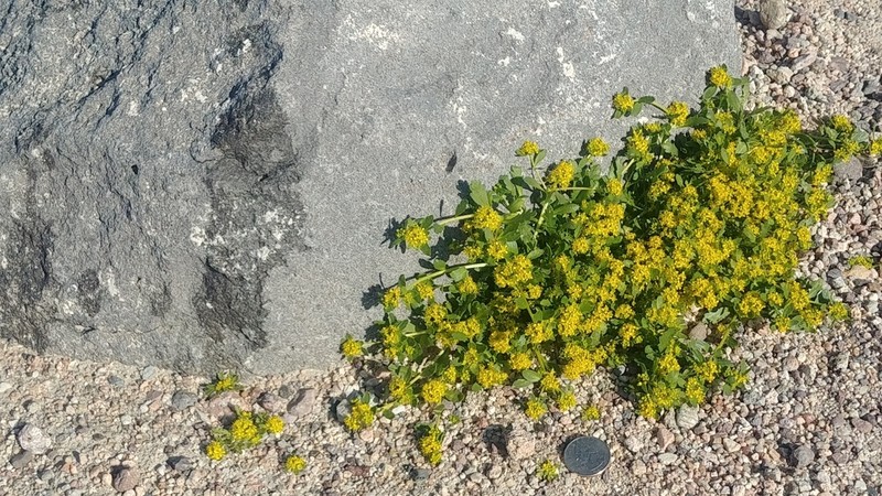 Yellow Pepperweed photo 7