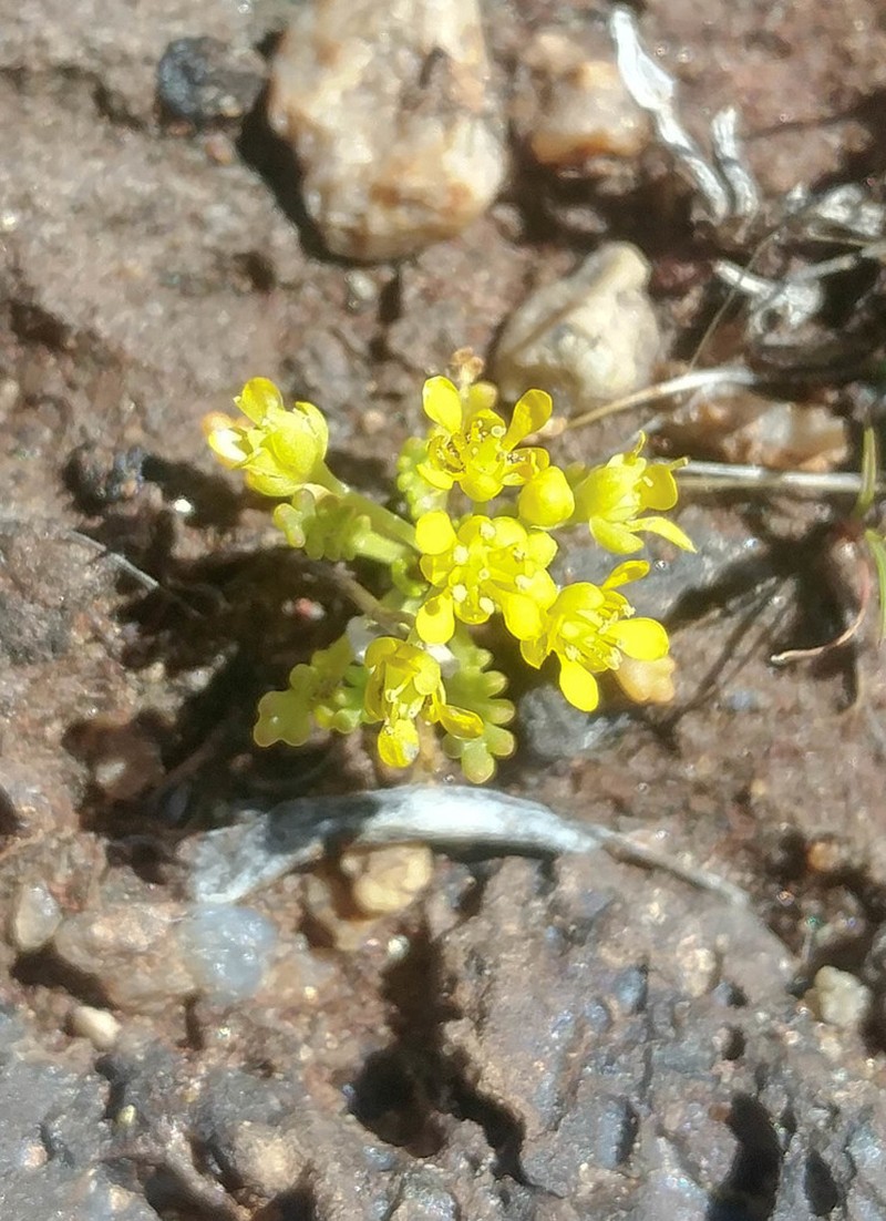 Yellow Pepperweed photo 8