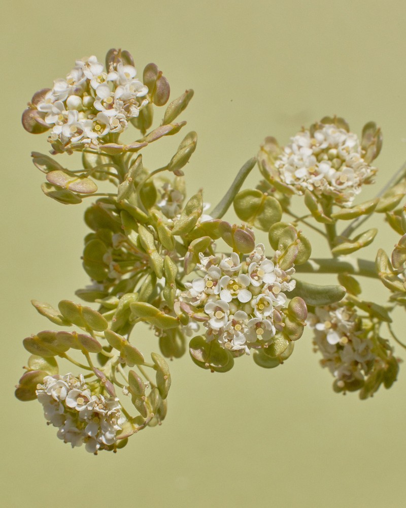 Desert Pepperweed