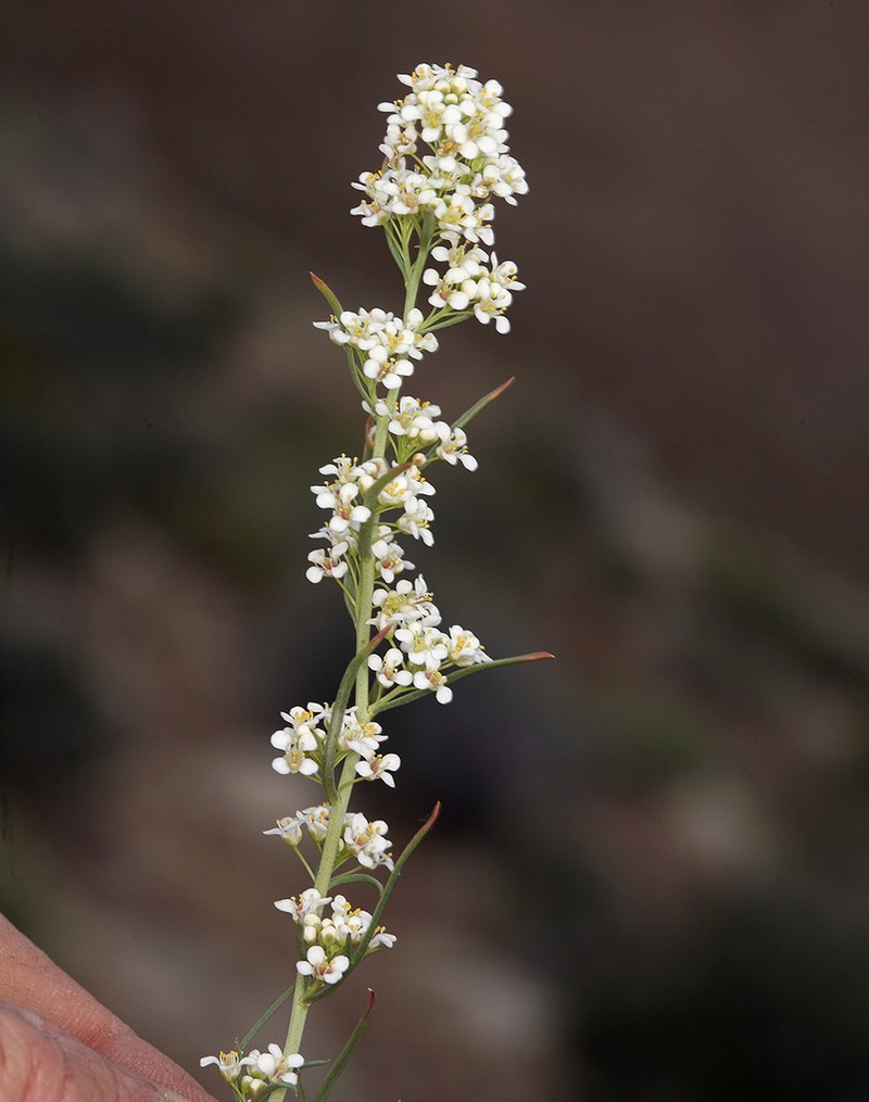 Desert Pepperweed photo 2
