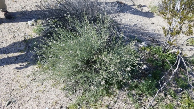 Desert Pepperweed photo 3