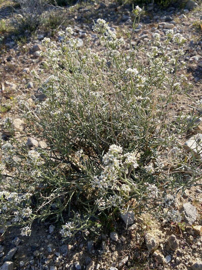 Desert Pepperweed photo 4