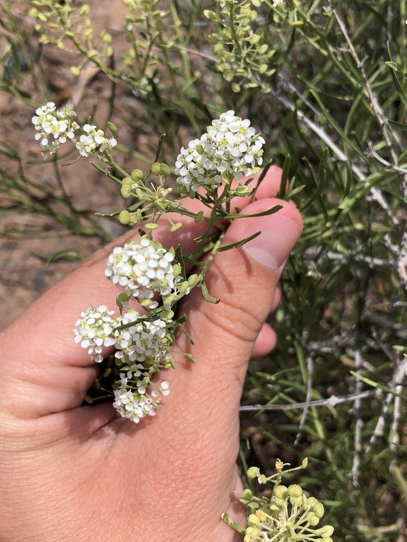 Desert Pepperweed photo 5