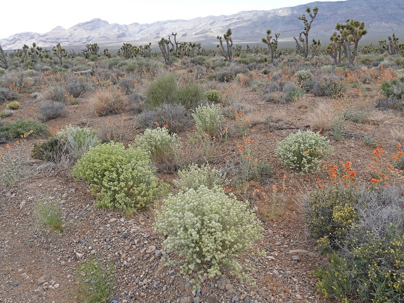 Desert Pepperweed photo 6