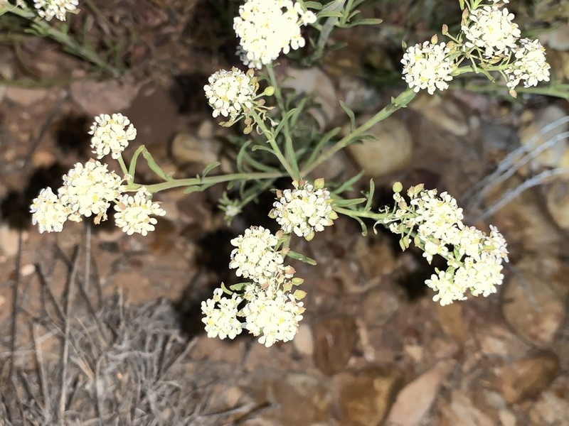 Desert Pepperweed photo 7