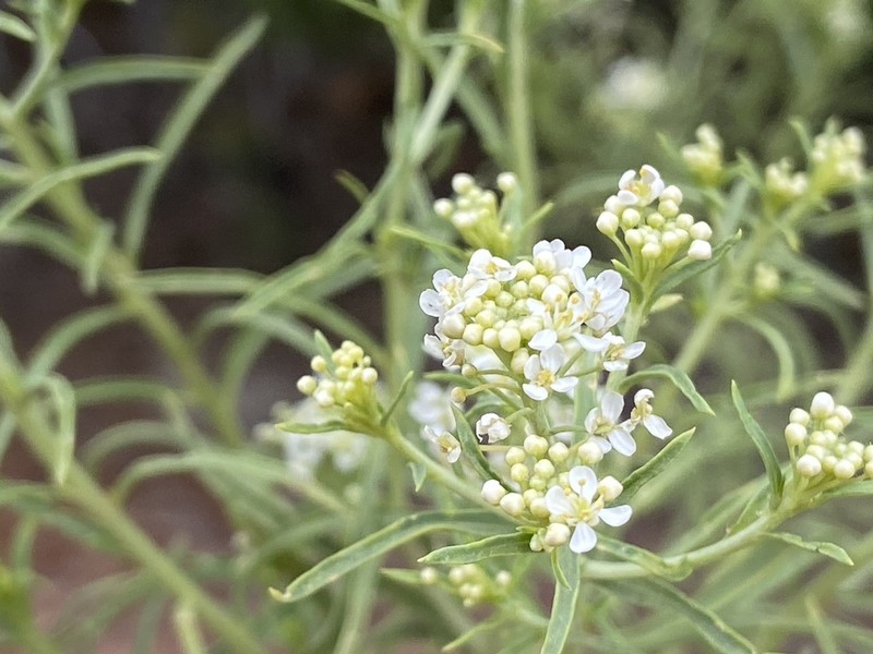 Desert Pepperweed photo 8