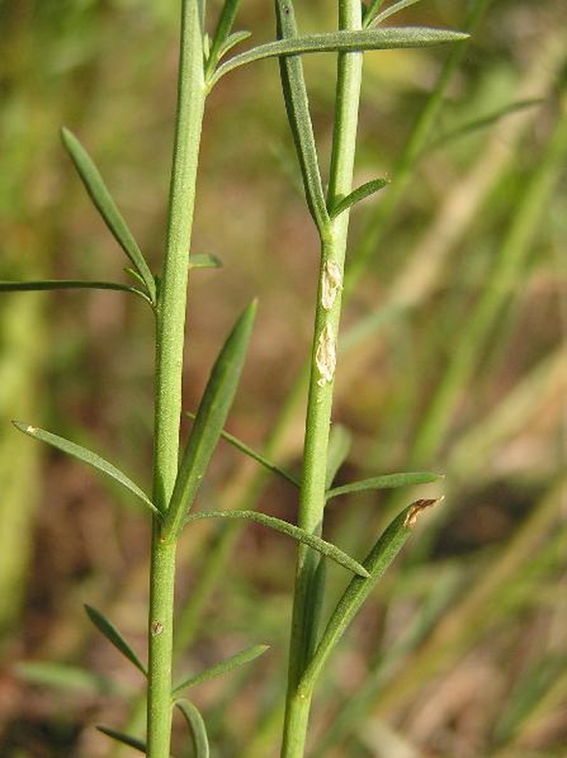 Grassleaf Pepperweed photo 4