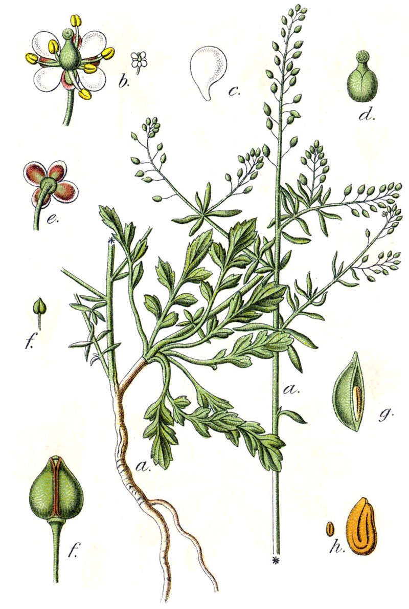 Grassleaf Pepperweed photo 5