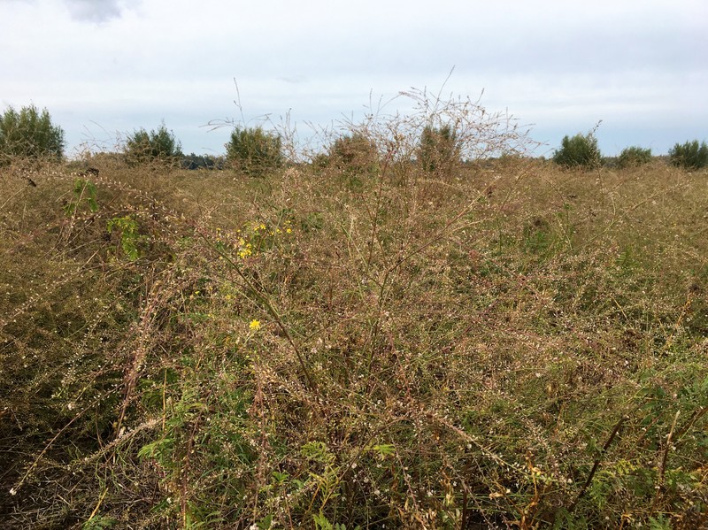 Grassleaf Pepperweed photo 2