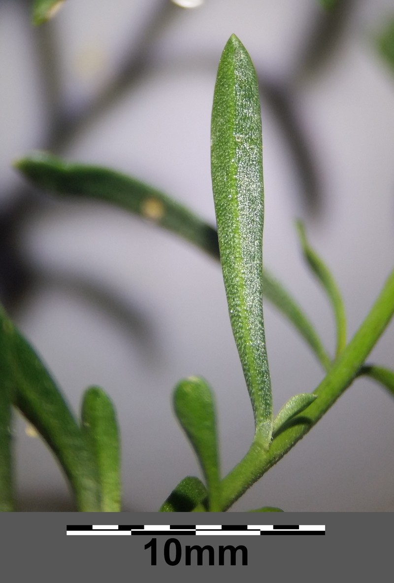 Grassleaf Pepperweed photo 3
