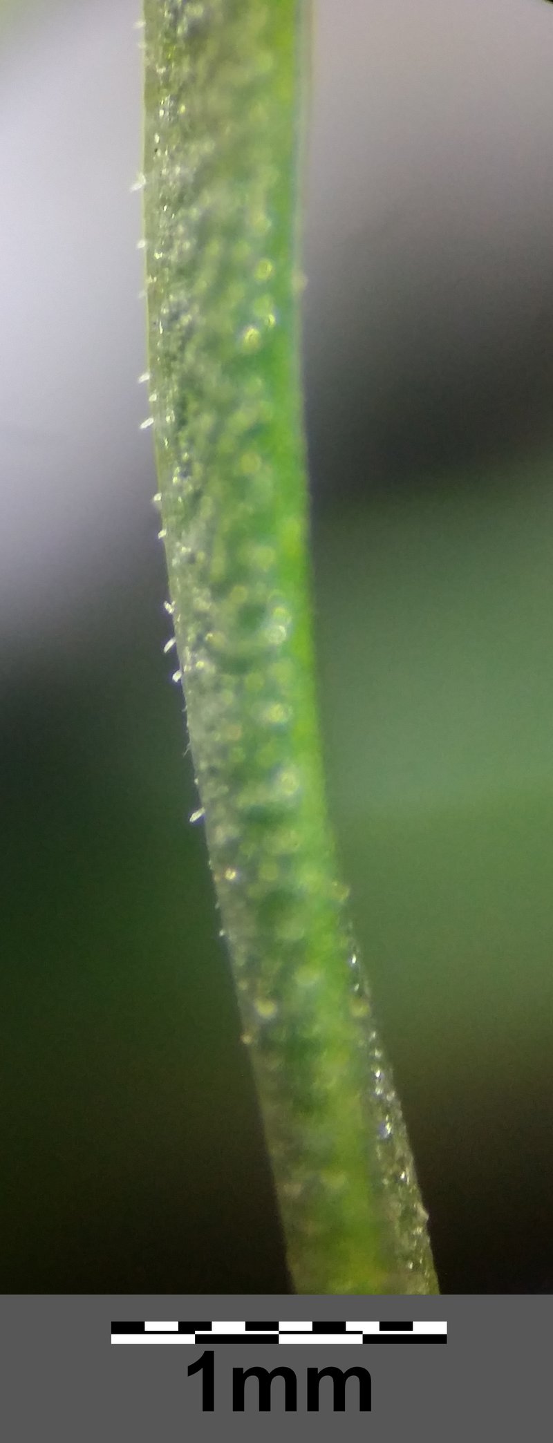 Grassleaf Pepperweed photo 6