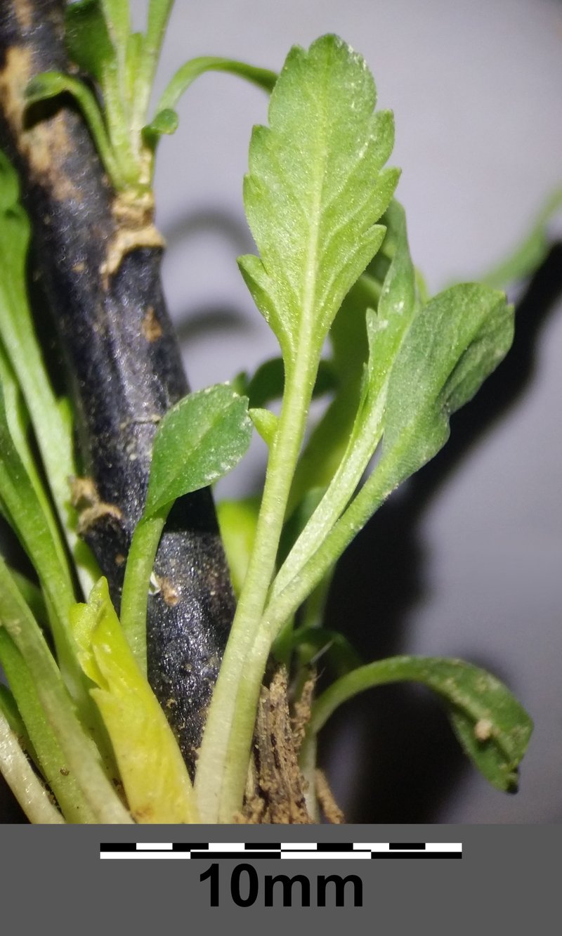 Grassleaf Pepperweed photo 7