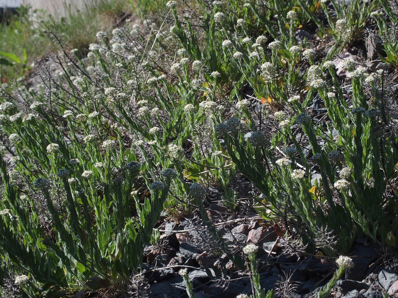 Purpleanther Field Pepperweed photo 2
