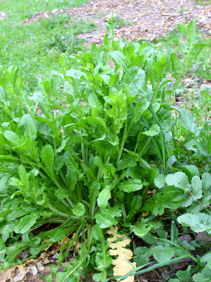 Purpleanther Field Pepperweed photo 3