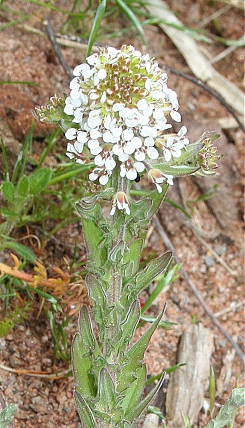 Purpleanther Field Pepperweed