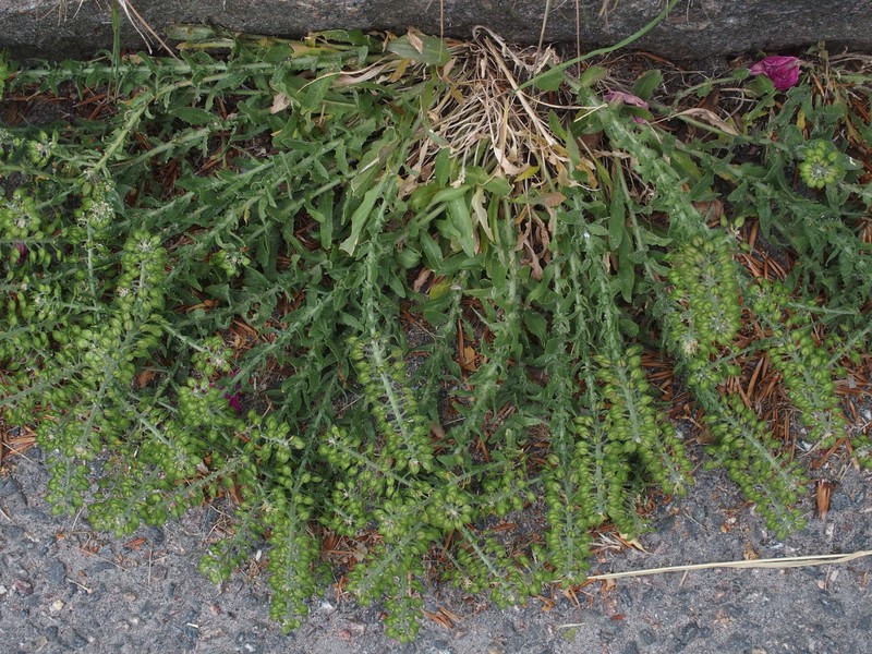 Purpleanther Field Pepperweed photo 4