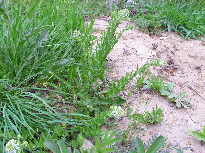Purpleanther Field Pepperweed photo 5