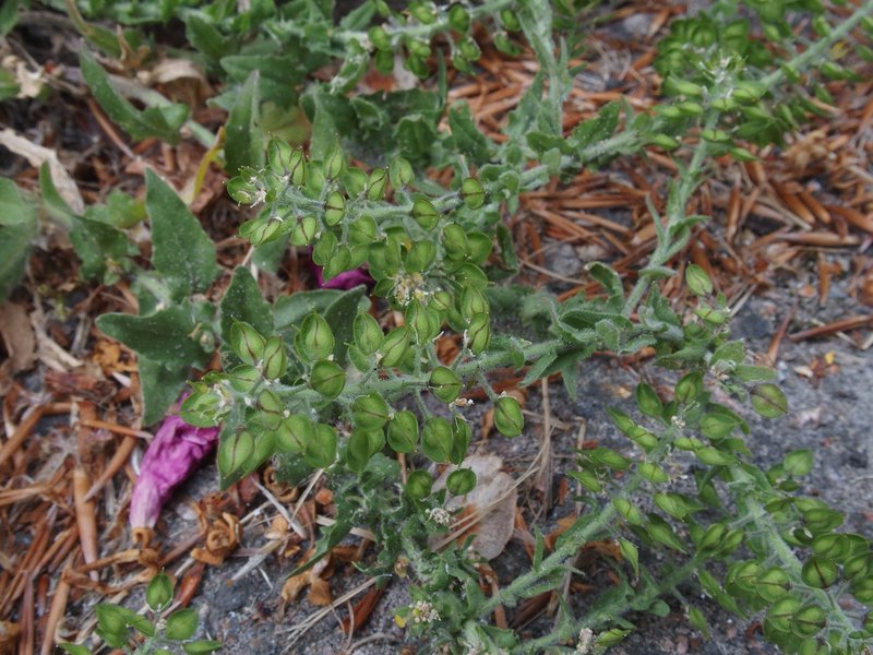 Purpleanther Field Pepperweed photo 6