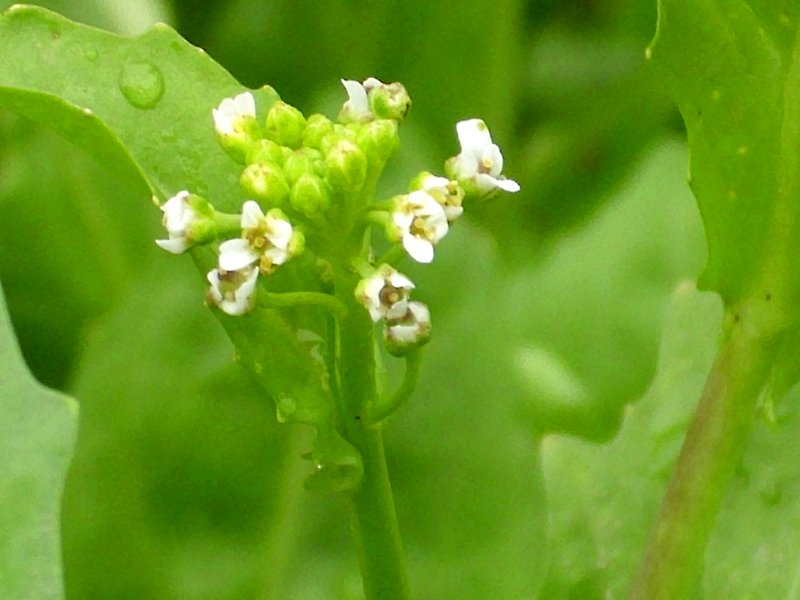 Purpleanther Field Pepperweed photo 7