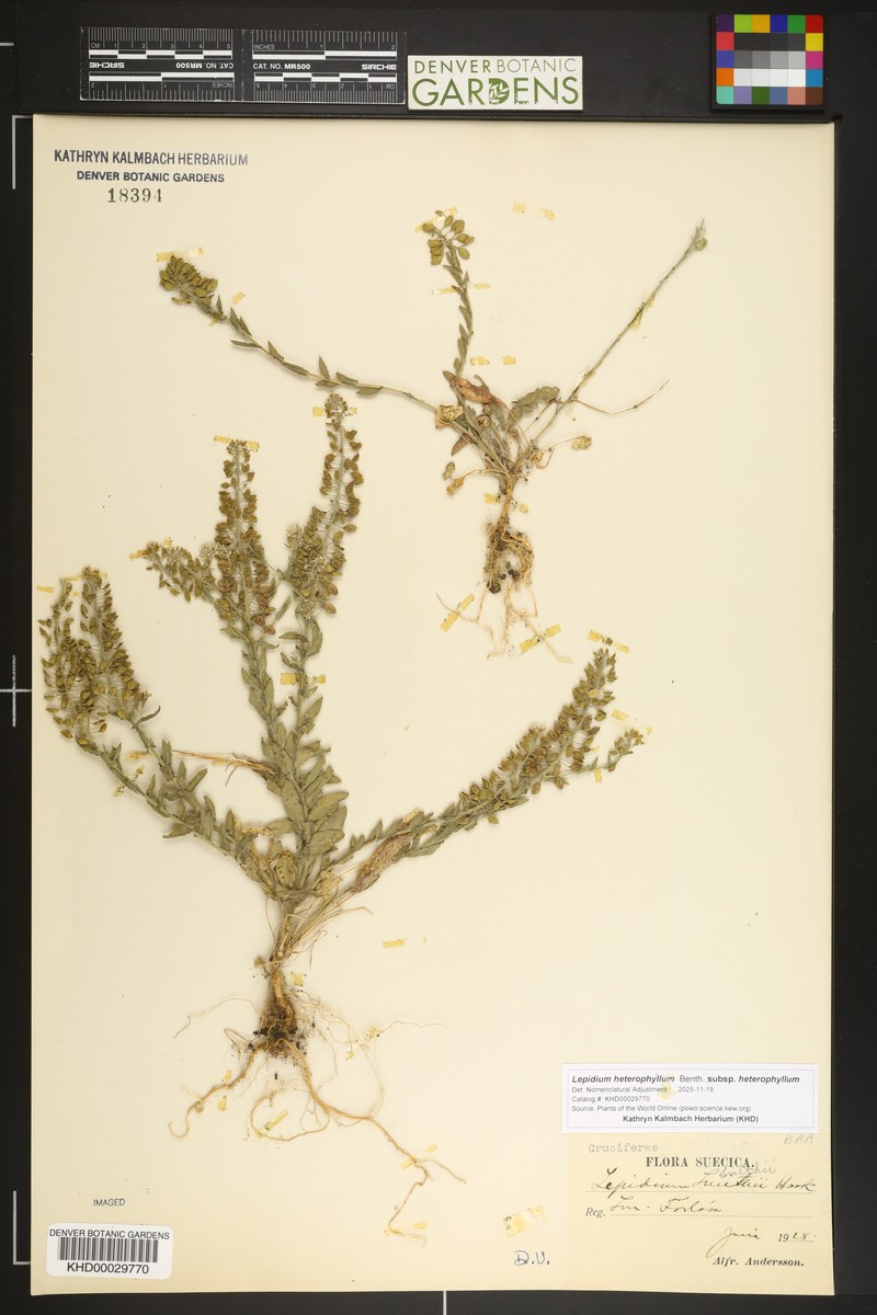 Lepidium heterophyllum subsp. heterophyllum