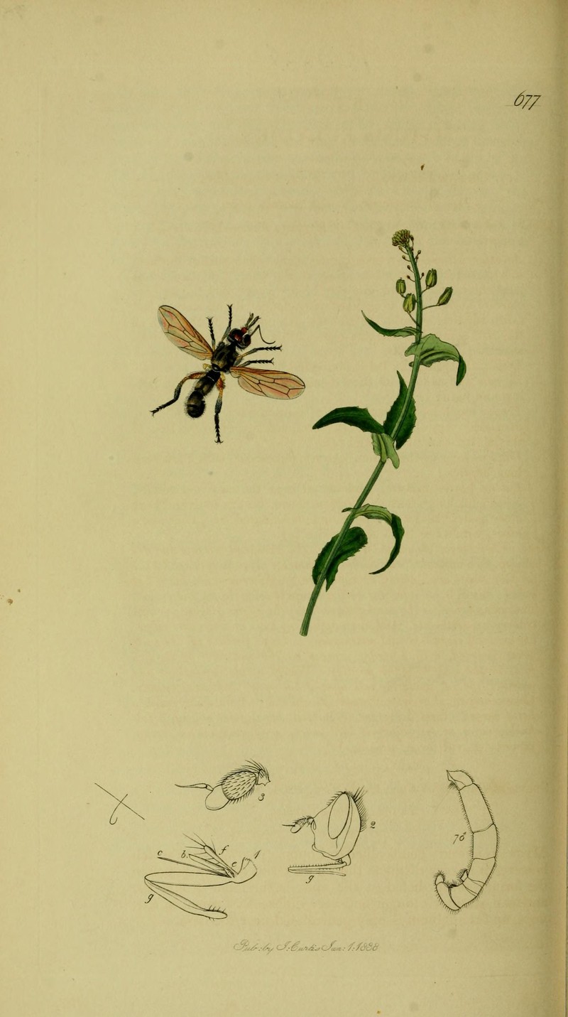 Mediterranean Pepperweed photo 4