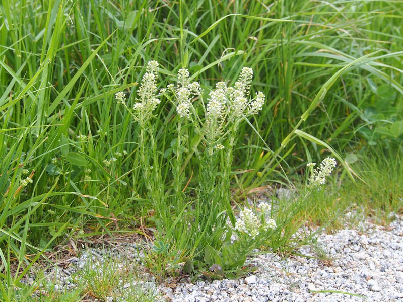 Mediterranean Pepperweed photo 5
