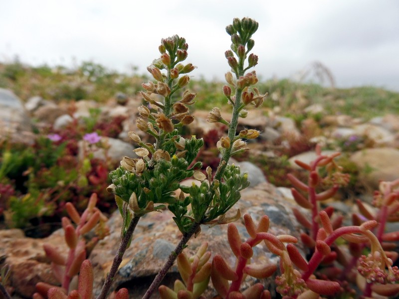 Mediterranean Pepperweed