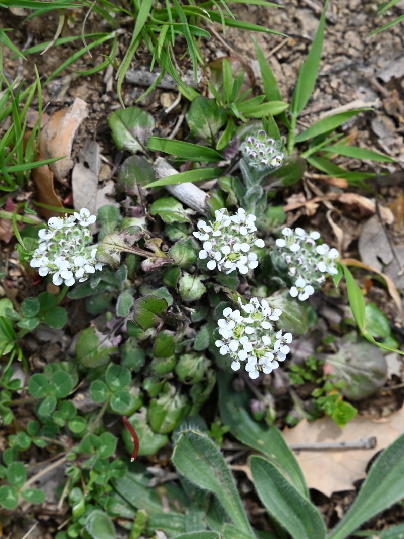 Mediterranean Pepperweed photo 2