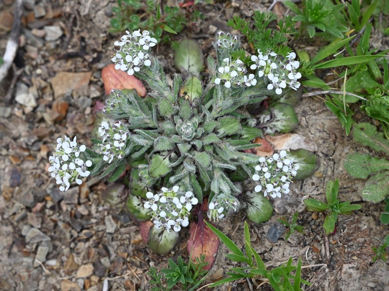 Mediterranean Pepperweed photo 3