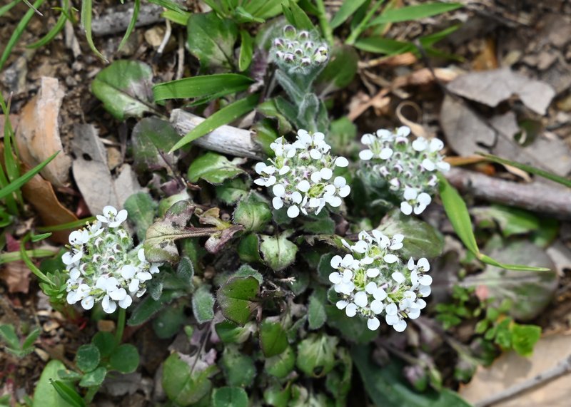 Mediterranean Pepperweed photo 6