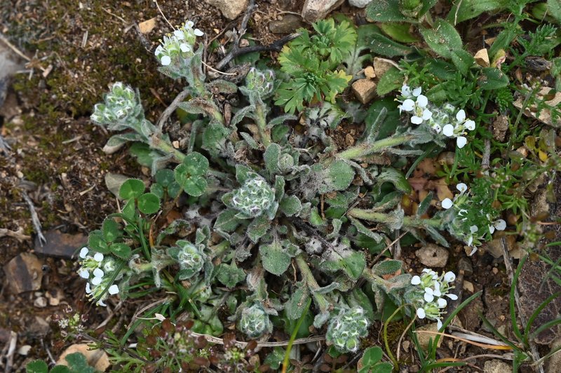 Mediterranean Pepperweed photo 7