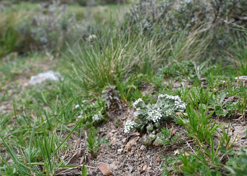 Mediterranean Pepperweed photo 8