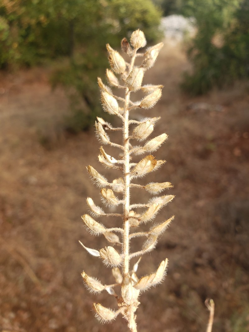 Lepidium hirtum subsp. hirtum