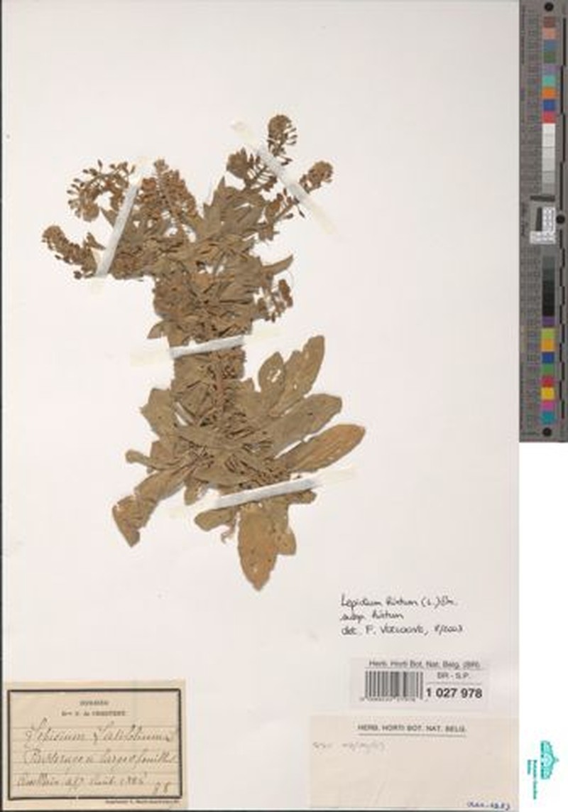 Lepidium hirtum subsp. hirtum photo 2