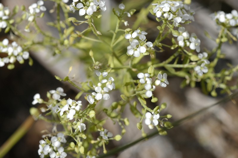 Huber's Pepperweed