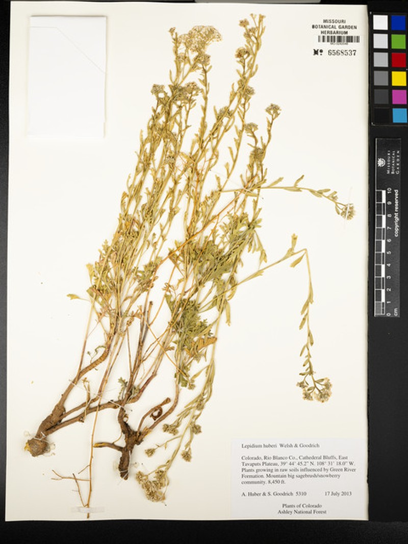 Huber's Pepperweed photo 2