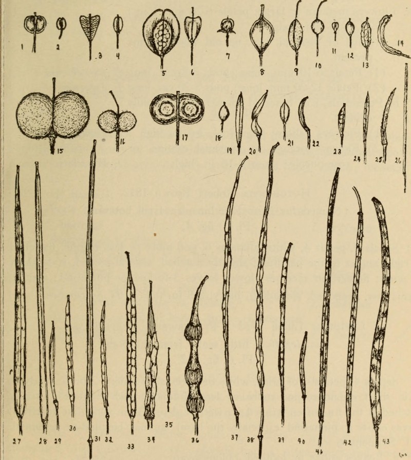Thickleaf Pepperweed