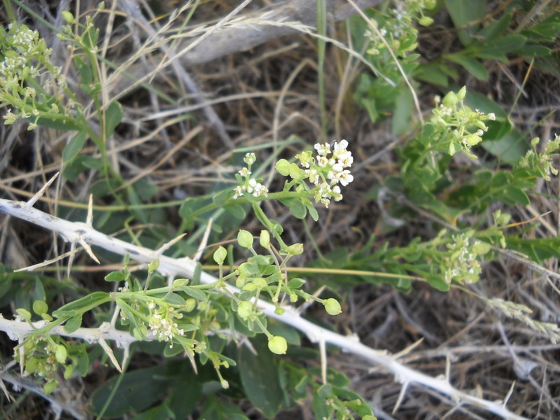 Thickleaf Pepperweed