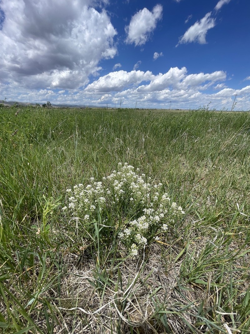 Thickleaf Pepperweed photo 2