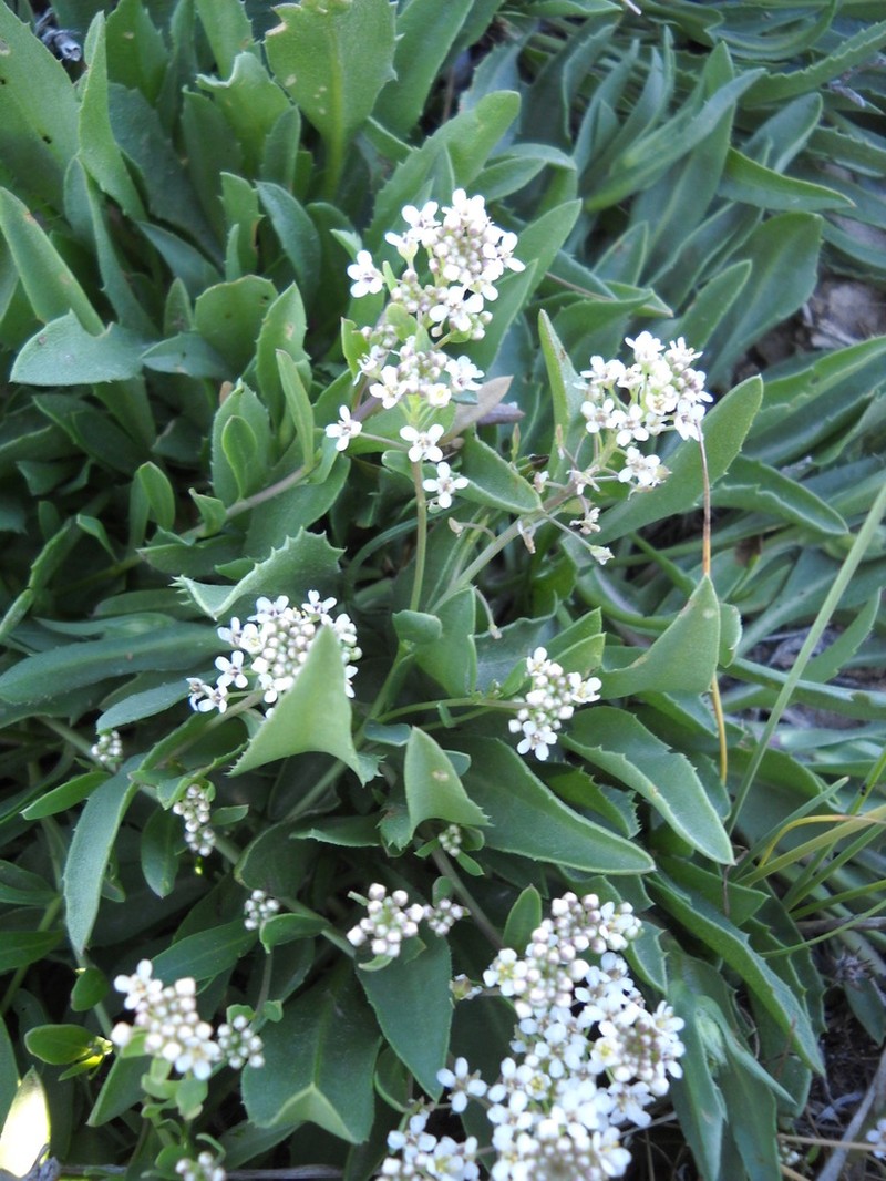 Thickleaf Pepperweed photo 3