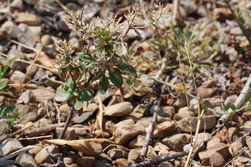 Thickleaf Pepperweed photo 4