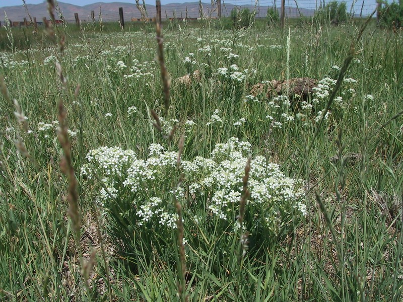Thickleaf Pepperweed photo 5