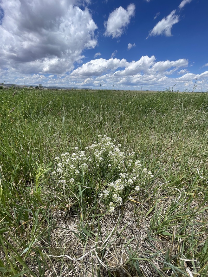 Thickleaf Pepperweed photo 6