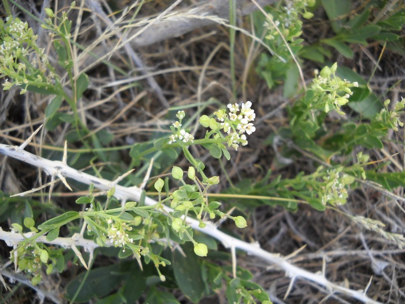 Thickleaf Pepperweed photo 7