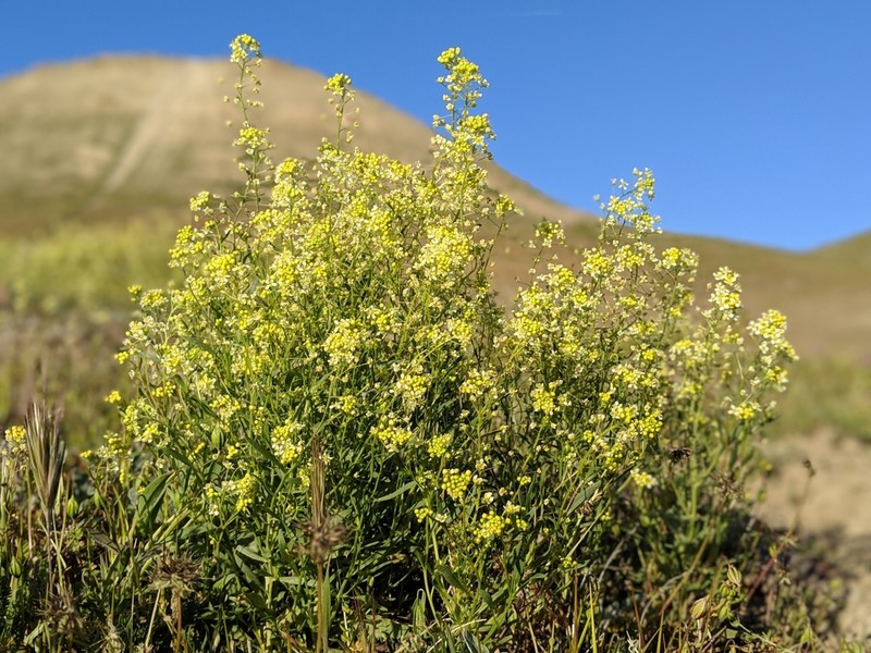 Jared's Pepperweed