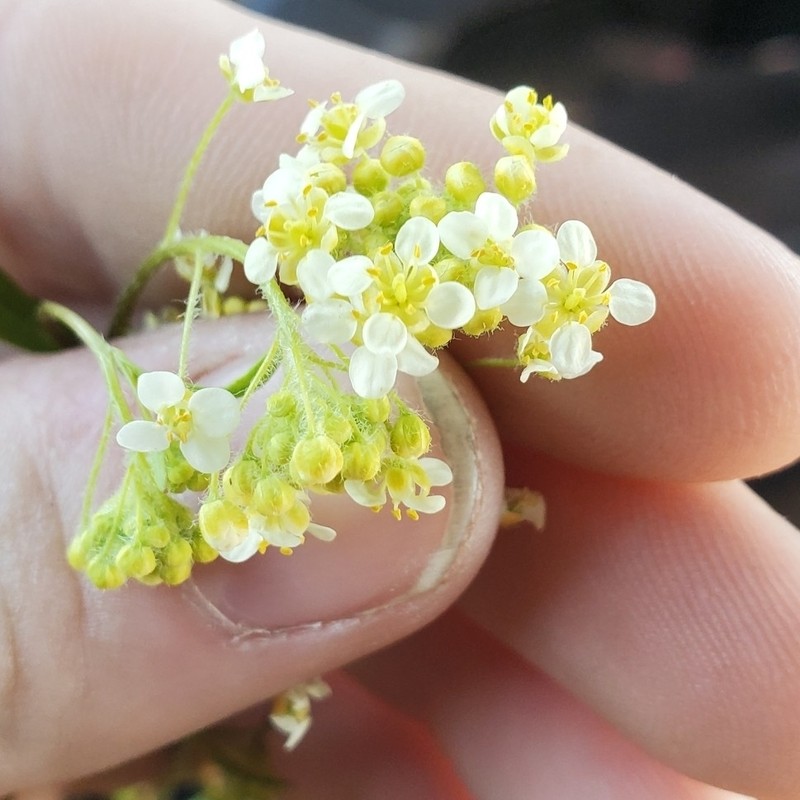 Jared's Pepperweed photo 2