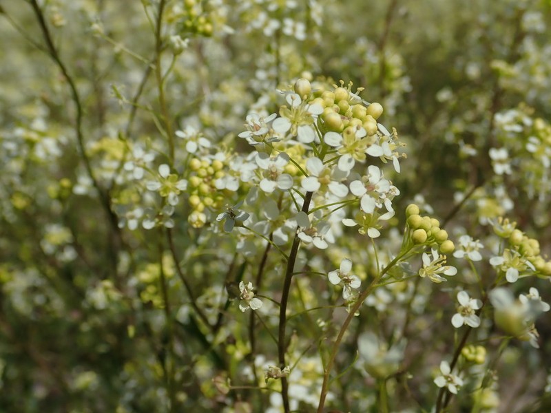Jared's Pepperweed photo 3